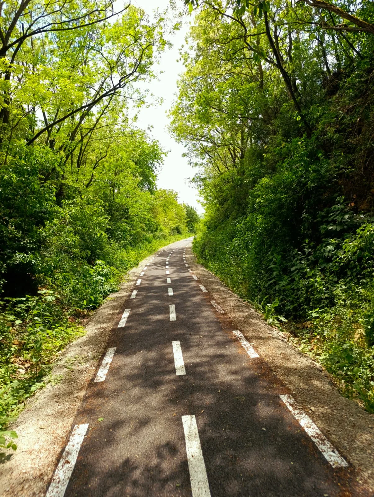 Bike path through the forest