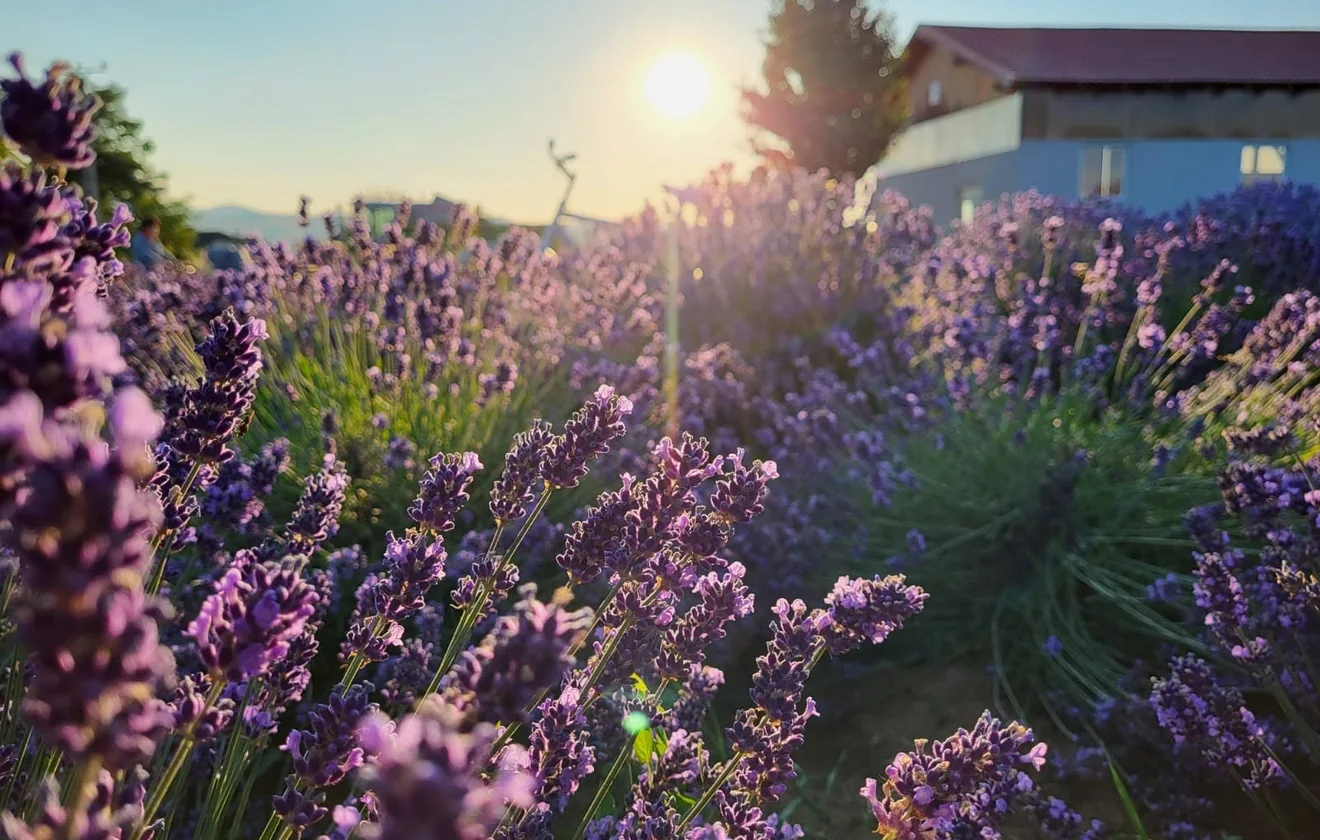 Photo · The lavender field